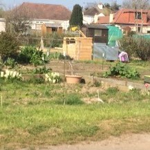 Picture showing an allotment plot in Rocheway