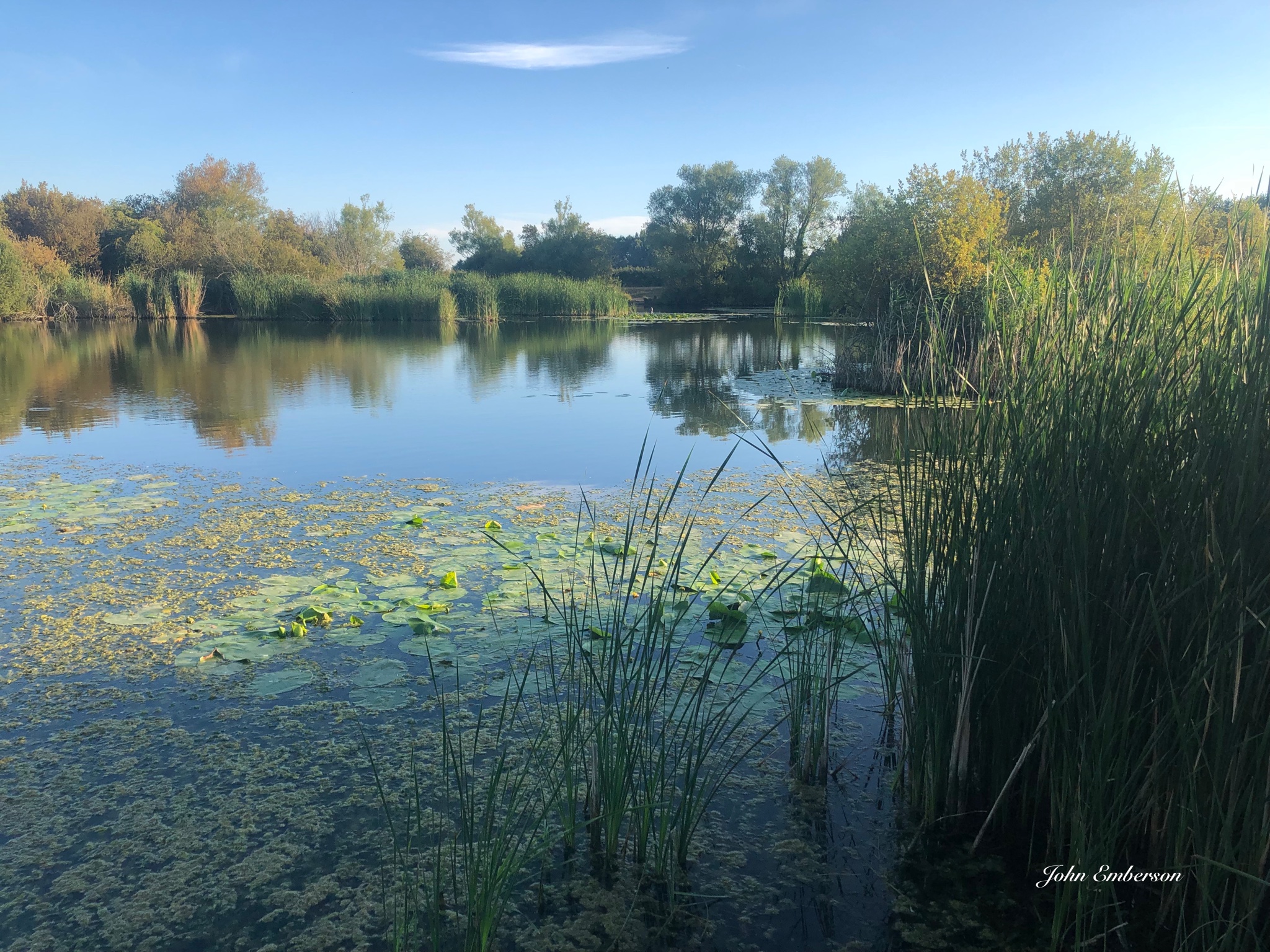 Doggetts wildlife area pond life